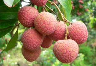 广西来宾：夏令水果量大价低 ()