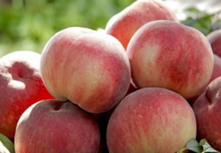 重庆荣昌：桃李采摘游火热开启 ()