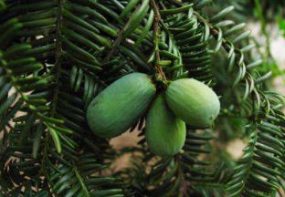 浙江建德：大力扶持香榧产业发展 ()