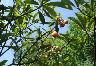 浙江东阳：枇杷大量上市 ()