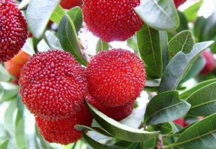 浙江慈溪：外嫁杨梅发展好 ()