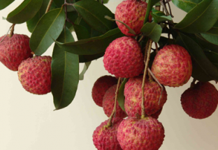 广东荔枝：今年出口超500吨 ()