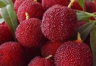 江苏苏州：东山杨梅即将上市 ()