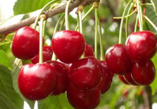 山东烟台：首批大樱桃电子合格证面市 ()