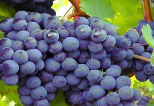 广东东莞：葡萄进入丰收季 ()