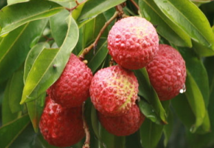 广东惠州：树立品牌开拓销路 ()