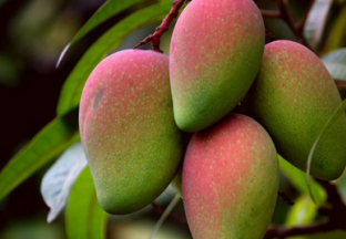 云南丽江：种植芒果  助力百姓脱贫 ()