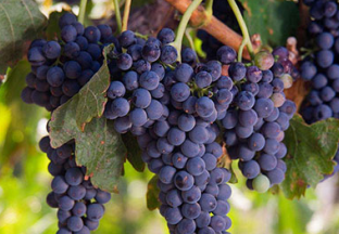 福建福安：葡萄销售渠道再升级 ()