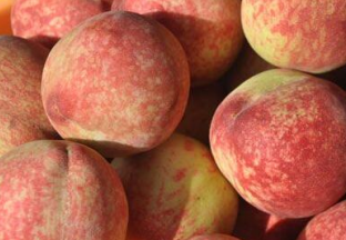 云南丽江：探寻雪桃产业转型升级之路 ()