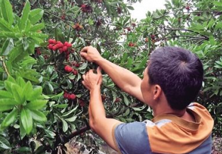 浙江慈溪：杨梅采摘喜迎客 ()