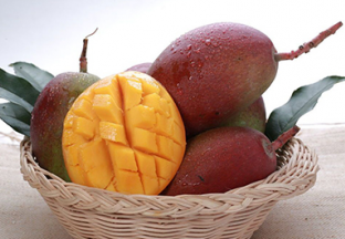 云南弥勒市：芒果丰收 ()