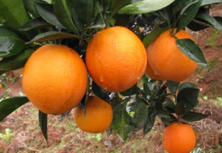 湖南怀化：黔阳冰糖橙通过国家地理评审 ()