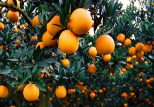 浙江象山：大力推动“红美人”柑橘产业发展 ()