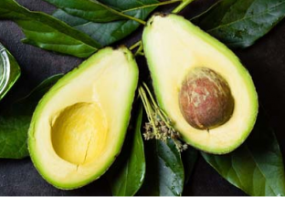 云南普洱：牛油果成百姓黄金果 ()