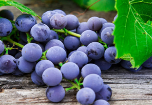 湖南衡阳：葡萄抢鲜上市 ()