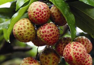 广东东莞：观音绿大量上市 ()