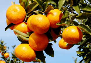 湖北宜昌：多措并举抓实柑橘绿色联防 ()