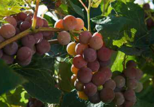 浙江慈溪：早熟葡萄俏销北京 ()