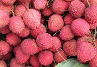 海南：荔枝出口额达到231.4万美元 ()