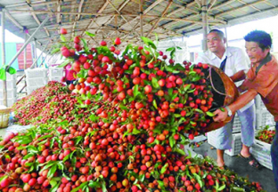 广东惠州：荔枝喜获丰收 ()