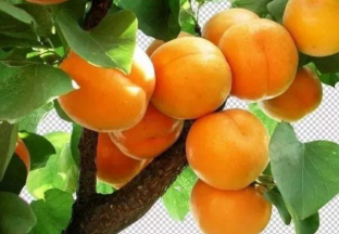 河北遵化：“娘娘贡杏”成百姓致富新宠 ()