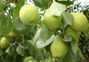 青海同仁：黄果树帮助百姓致富脱贫 ()