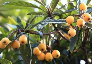 贵州开阳：小枇杷成“金果子” ()