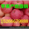 优质春雪 突围毛桃大量上市