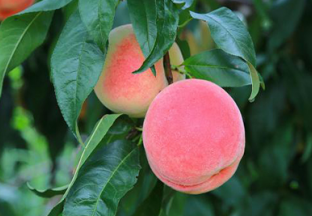 北京平谷：北京国际大桃嘉年华在平谷举行 ()