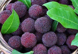 浙江：仙居县来沪召开杨梅推介会 ()