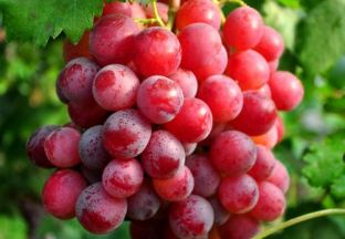 贵州：葡萄帮助百姓增收致富 ()