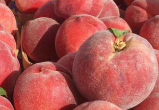 河南孟津：送庄鲜桃助百姓脱贫致富 ()