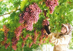 新疆吐鲁番：火焰无核葡萄销售火热 ()