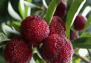 浙江舟山：东魁杨梅大量上市 ()