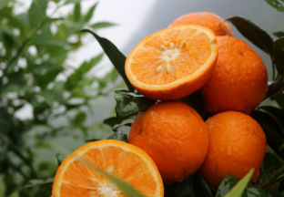 云南普洱：沃柑产业助农增收 ()