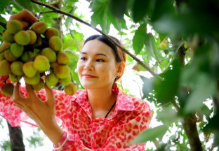 “2018·灵山荔枝文化旅游节”开幕 ()