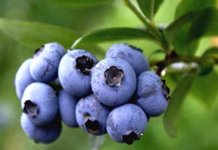 山东日照：首届国际蓝莓节即将开幕 ()