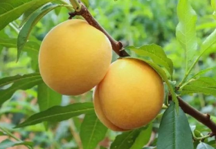 湖南炎陵：黄桃“惊艳”亮相世界水果博览会 ()