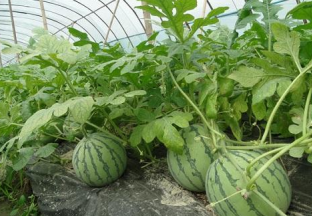 香港：“本地有机西瓜节”正式开幕 ()