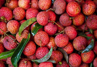 广东广州：多举措提升“广东荔枝”知名度 ()