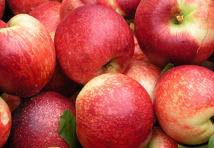 山东莱西：小小油桃助农增收 ()