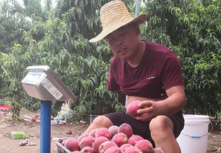 河南鲁山县：蜜桃成熟时 果农笑开颜 ()