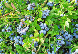 贵州凤冈县：蓝莓托起百姓致富梦 ()