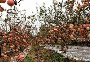 江苏连云港市：荒地变成聚宝盆 ()