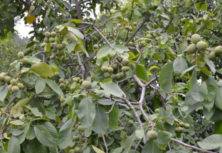 陕西：技术革新引领核桃产业迅速进步 ()