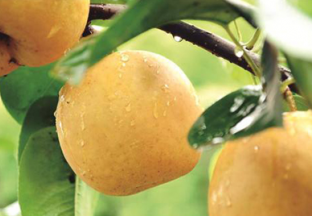 浙江慈溪：早熟蜜梨即将上市 ()