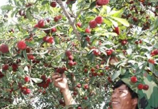 浙江天台：杨梅带动果农增收致富 ()