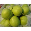 河北大量早酥梨成熟正在出售