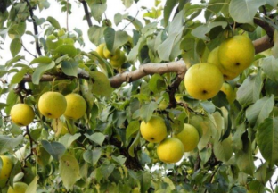 河南泌阳：荒山变身“花果山” ()