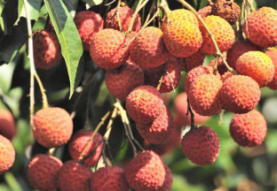 荔枝丰产不丰收 ()